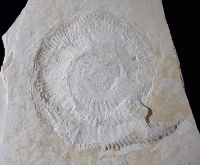 Subplanites rueppelianum QUENSTEDT 1888 - Bild © FossNet FossilienStore